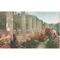 Antique Palestine Postcard - Samaria, The Colon...