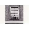 Postcard Boxer Dog Highbury Terrace Islington L...