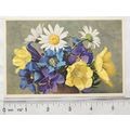 old Postcard Flower Anemone Alpine Sulphurea