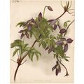 ATRAGENE ALPINA - CLEMATIS 1894 Guillaume Sever...