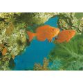 PRIACANTHUS HAMRUR - GOGGLE EYE - POSTCARD
