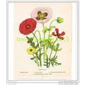 POPPIES, PLATE 3 FROM ANNUAL FOR BOYS & GIRLS, ...