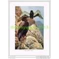 BATELEUR EAGLE, BOOK ILLUSTRATION (PRINT), LYDE...