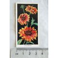1936 Carreras Flowers No. 8 Gaillardias