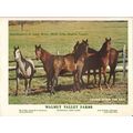 walnut valley farms 1972 grandaughters comet wi...