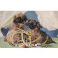 Dogs in Basket Postcard 1961 used VGC