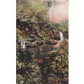 Walhirere Falls Gisborne New Zealand Old Postcard