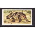 Brook Bond Prehistoric Animals Protoceratops No...
