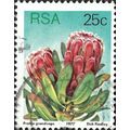 SOUTH AFRICA, FLOWER, Protea grandiceps, blue 1...