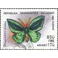 MALAGASY, BUTTERFLY, Green Birdwing, Trogonopte...