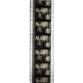 NOTORIOUS. Pk MTP - A017q. 1 STRIP OF 5 - 35MM ...