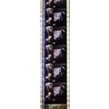 Pk DAU - A - MIX - D 097s . 1 STRIP OF 5 - 35MM...