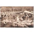 Algeria - Marche aux moutons / sheep market / e...
