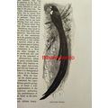 Cock Tailed Whydah, Book Illustration (Print), ...