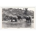 Elephants Uganda Postcard RP East Africa