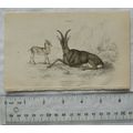 c1840s hand-coloured engraving - The Aegagrus -...