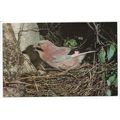 Jay J Salmon Ltd Bird Postcard 6464