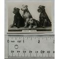 1939 Senior Service Dogs No. 11 Lakeland Terriers