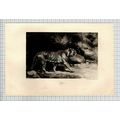 (4936) TIGER E Caldwell - 1898 Print