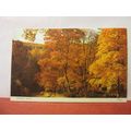 AUTUMN SCENE, FOREST OF DEAN unused postcard by...