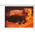 FURRY FRIENDS 2 Athena Postcard (0650327)