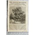 1834 The Penny Magazine No. 125 Halifax, Norwic...