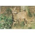 6x4 Continental size printed postcard Roe Doe D...