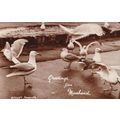 Greetings From Minehead Seagulls Antique RPC Po...