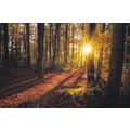 Colour Postcard - Autumn Woods