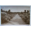 old postcard Kitchen Gardens, Sandringham