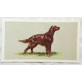 1979 Grandee Top Dogs Card No. 14 The Irish Setter