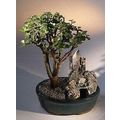 Baby Jade Bonsai TreeStone Landscape Scene(port...