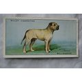 1937 Wills Dogs No. 7 Bullmastiff