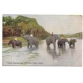 Temple Elephants After Their Bath, Kandy, Ceylo...