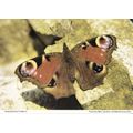 Peacock Butterfly Childwick Green Herts Hertfor...