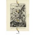 Dipterous Flies, 10 Species In Natural Environm...