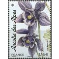 France. 2023. Alpine Columbine (Aquilegia alpin...