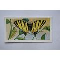 1958 Swettenham tea card Butterflies & Moths No...