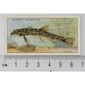 1933 Players Fresh-water Fishes, pink back No. ...