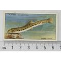 1933 Players Fresh-water Fishes, pink back No. ...