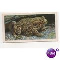1958 Brooke Bond Tea Ltd. Tea card British Wild...