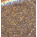 Pure Clear Grain Frankincense Resin Incense, 1 ...