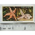 1938 Wills The Sea-Shore No. 39 Common Starfish
