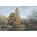 RHS Wisley Surrey The Lake Postcard unused VGC