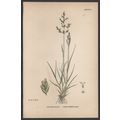 BORRER’S MEADOW-GRASS 1872 John Edward Sowerby ...