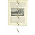 Niantanso Village, Mali, Book Illustration (Pri...