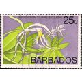 BARBADOS, FLOWER, Epidendrum ciliare, violet 19...