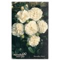 MACMILLAN NURSE' rose used postcard cancer char...