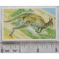 Brooke Bond Going Wild No. 26 Grey Kangaroo, Wi...