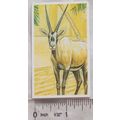 Brooke Bond Going Wild No. 9 Arabian Oryx, Wild...